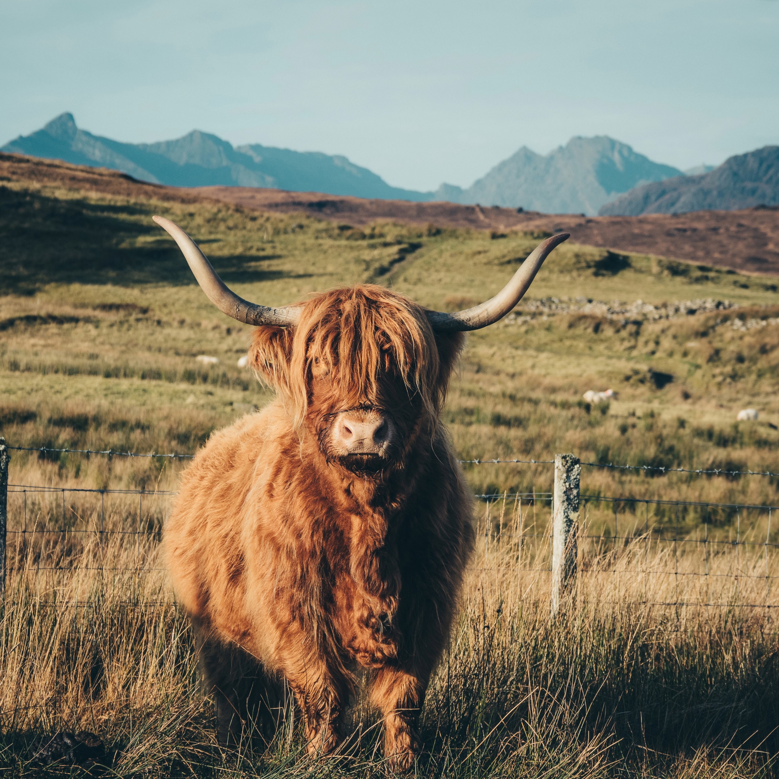 twb highland cowscotland-3