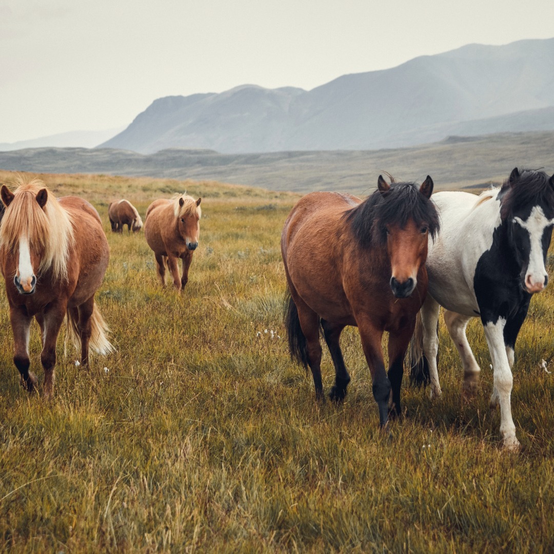 icelandic horses-2
